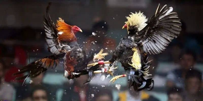 Giải trí trực tuyến cực dễ dàng